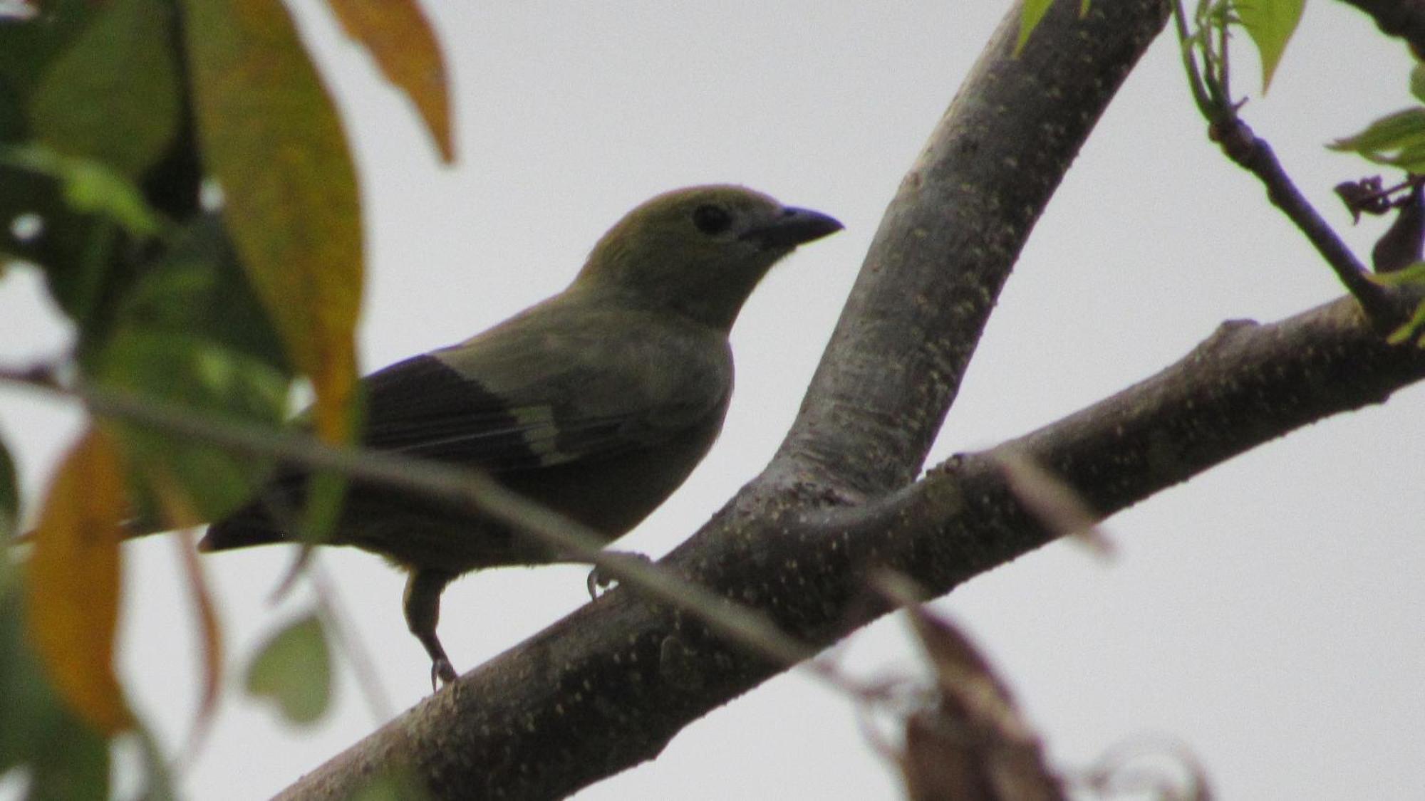 Hostal Mirador Dentro Del Parque Tayrona Эль-Саино Экстерьер фото