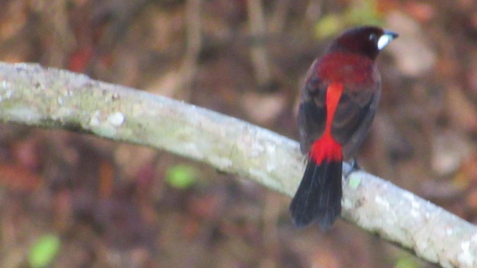 Hostal Mirador Dentro Del Parque Tayrona Эль-Саино Экстерьер фото